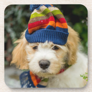 A Sweet Cavachon Puppy In A Winter Hat And Scarf Coaster