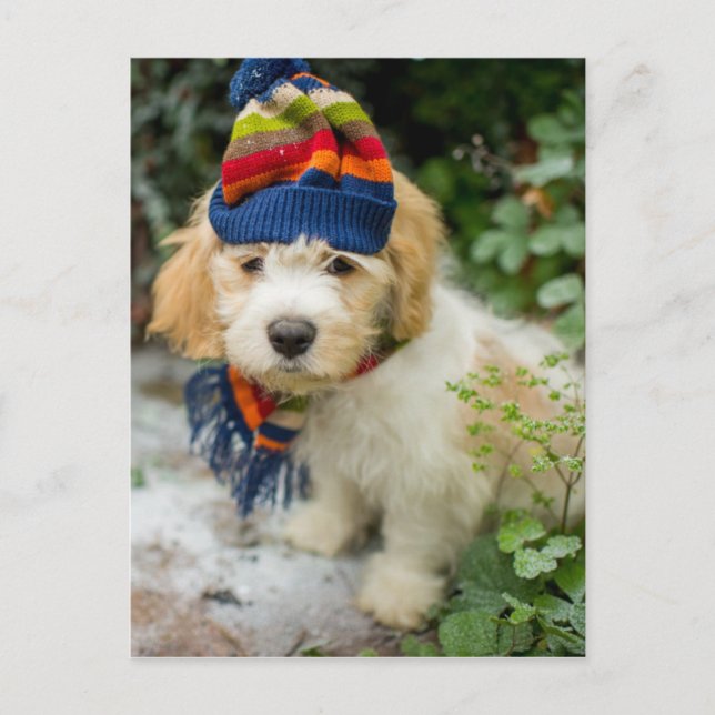 A Sweet Cavachon Puppy In A Winter Hat And Scarf Postcard (Front)