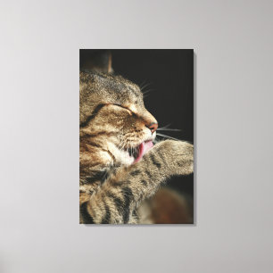 A tabby cat licking his paw. canvas print