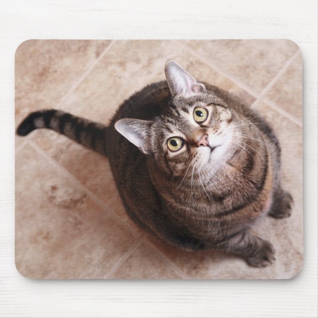 A tabby cat looking up mouse mat (Front)