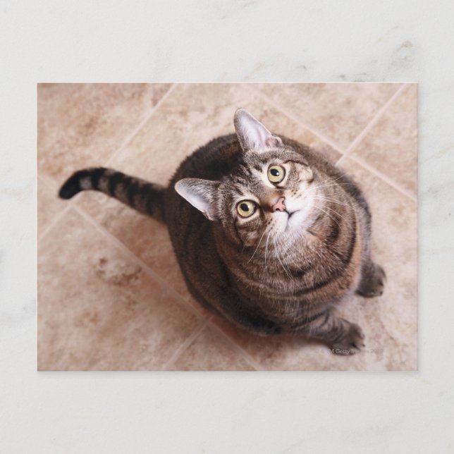 A tabby cat looking up postcard (Front)