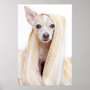 A Tan And White Chihuahua Sits Under A Towel Poster