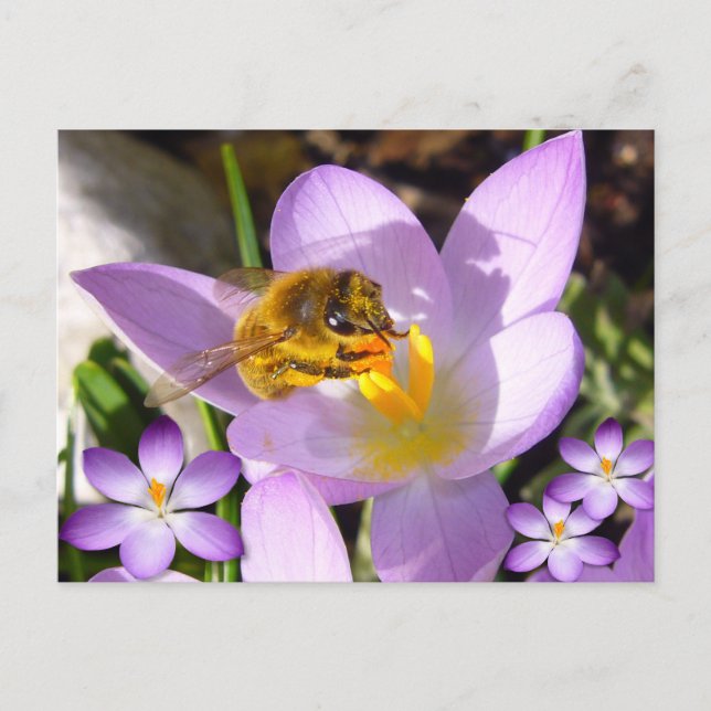 A TASTE OF SPRING!  Custom Text Postcard (Front)