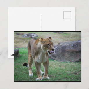 A Taste of the Wild Postcard