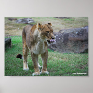 A Taste of the Wild Poster