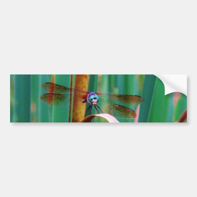 A teal Eyed Dragonfly with cattails Bumper Sticker (Front)