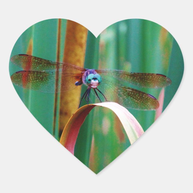 A teal Eyed Dragonfly with cattails Heart Sticker (Front)