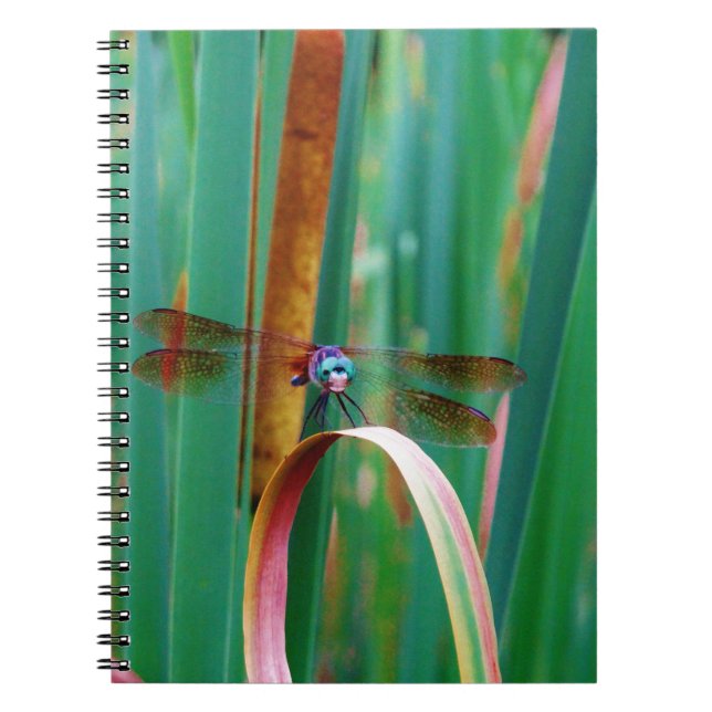 A teal Eyed Dragonfly with cattails Notebook (Front)