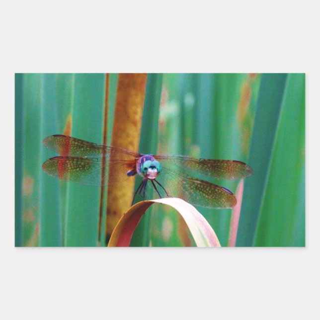 A teal Eyed Dragonfly with cattails Rectangular Sticker (Front)