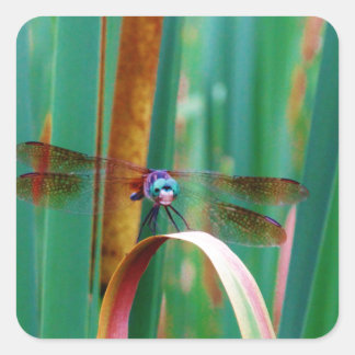 A teal Eyed Dragonfly with cattails Square Sticker