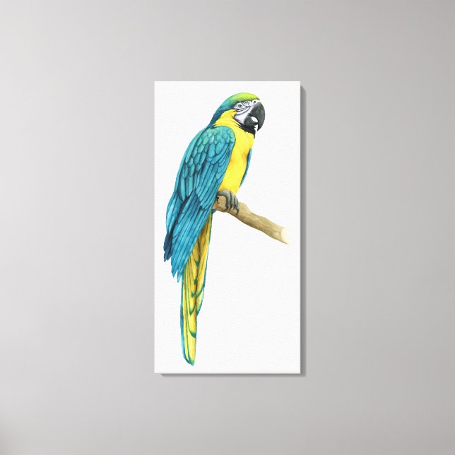A Teal Macaw Canvas Print (Front)