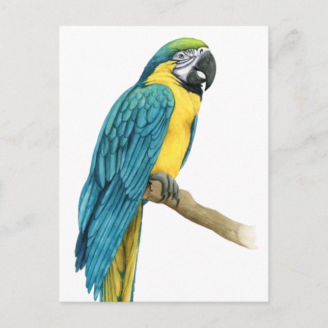 A Teal Macaw Postcard (Front)