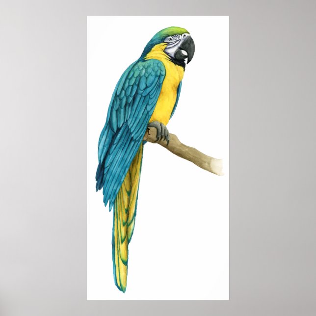 A Teal Macaw Poster (Front)