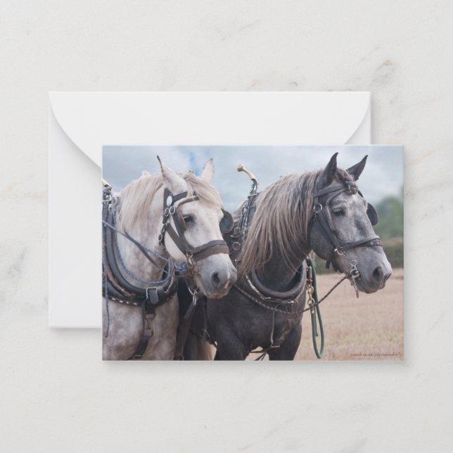 A team of Percheron's  Card (Front)
