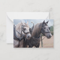 A team of Percheron's