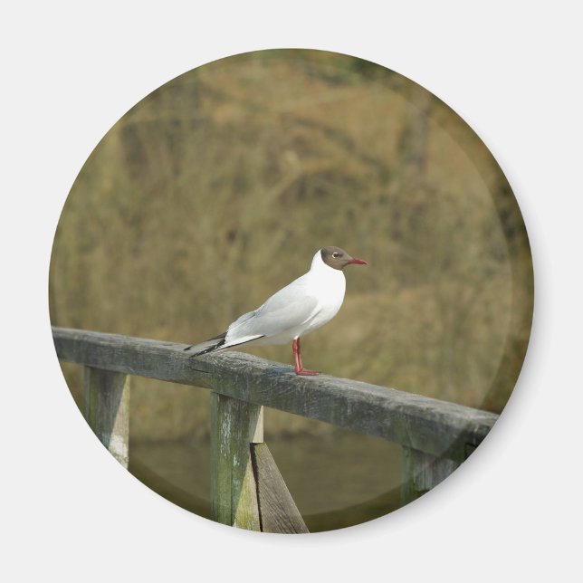 A tern - magnet (Front)