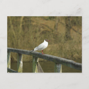 A tern - postcard