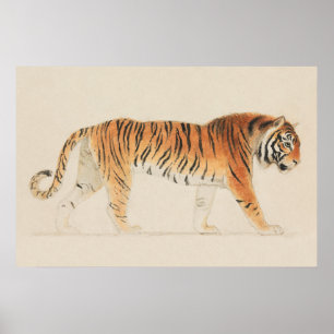 A Tiger, Full-Length, in Profile, Walking Towards  Poster