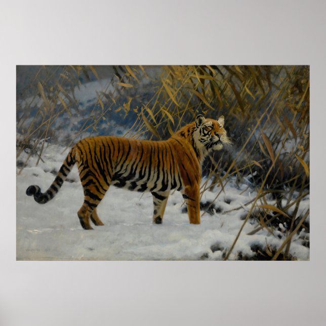 A Tiger Prowling In The Snow by Hugo Ungewitter Poster (Front)