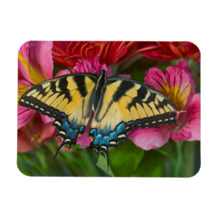 A Tiger Swallowtail Butterfly Magnet