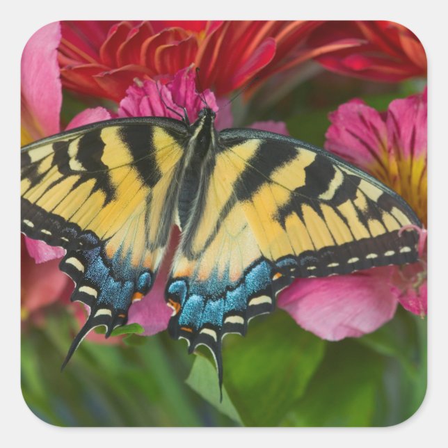 A Tiger Swallowtail Butterfly Square Sticker (Front)