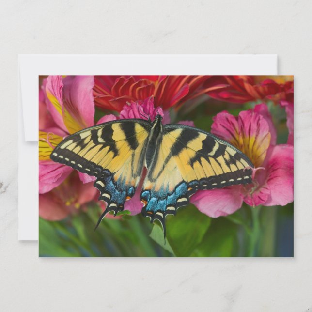 A Tiger Swallowtail Butterfly Thank You Card (Front)