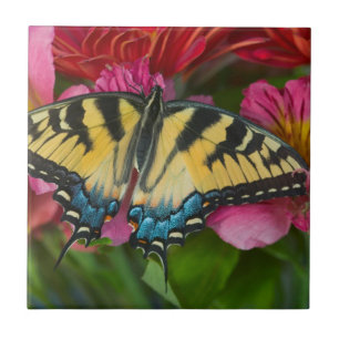 A Tiger Swallowtail Butterfly Tile