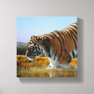 A Tiger wading into water Canvas Print