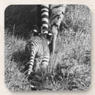 A tiger with her two cubs at Whipsnade Zoo. Coaster