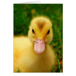 A Tiny Duckling