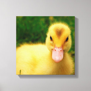A Tiny Duckling Canvas Print
