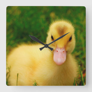 A Tiny Duckling Square Wall Clock