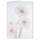 A Touch Of Pink Gerber Daisies