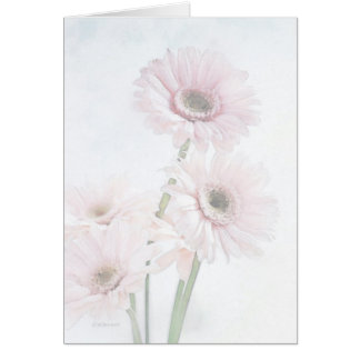A Touch Of Pink Gerber Daisies