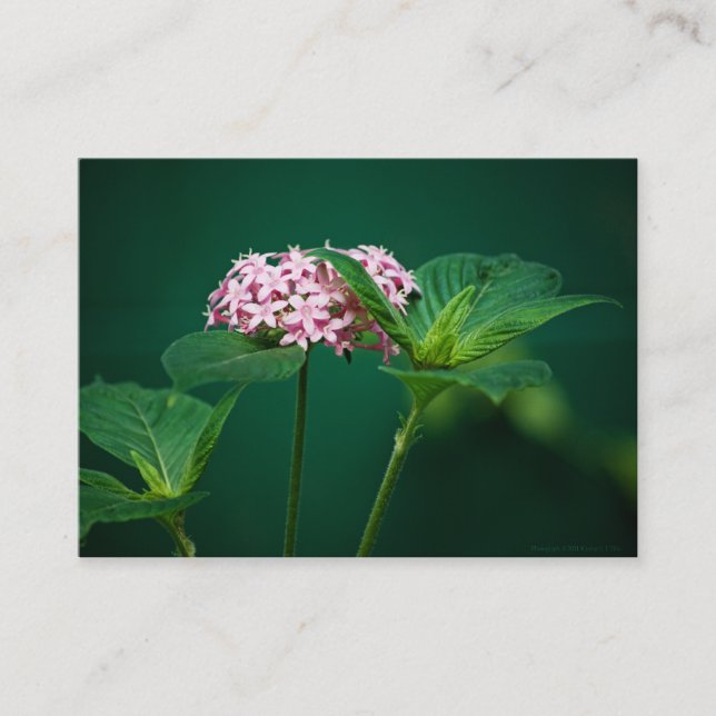 A Touch of Pink in the Green Mini Print Business Card (Front)