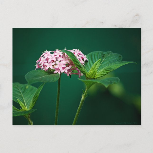 A Touch of Pink in the Green Postcard (Front)