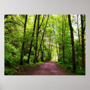 A trail in the Woods Poster