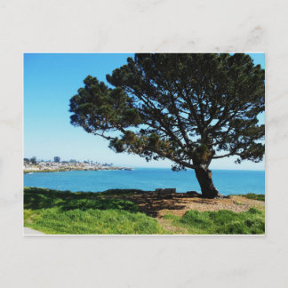 A Tree For All Seasons Postcard