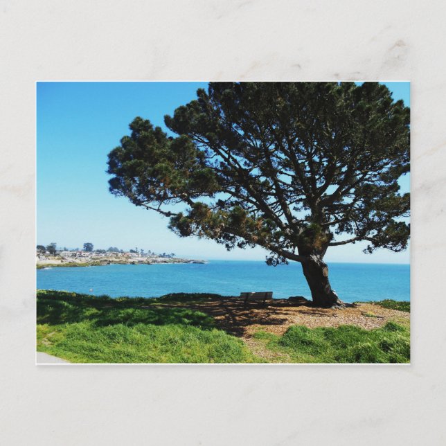 A Tree For All Seasons Postcard (Front)