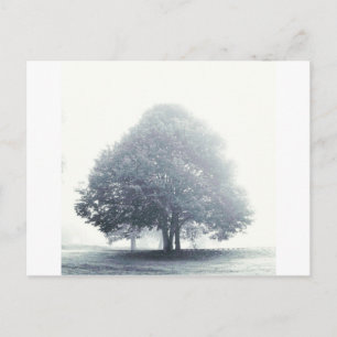 A Tree in Fog Postcard