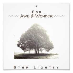 A Tree in Fog Poster with any text