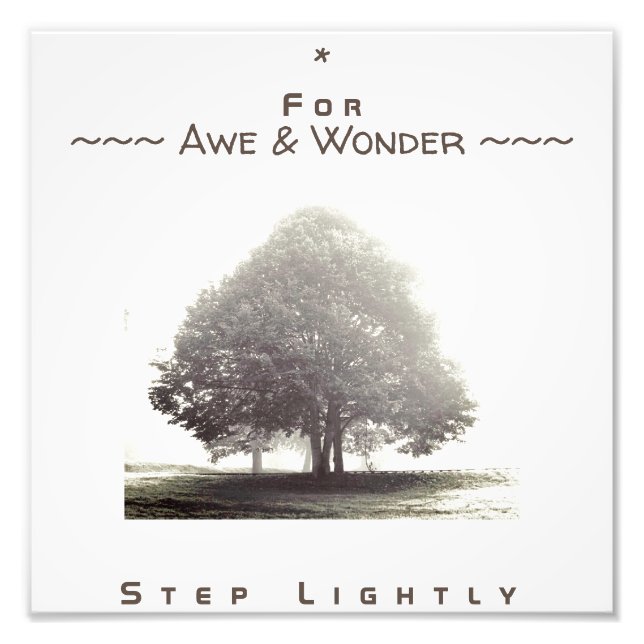 A Tree in Fog Poster with any text (Front)