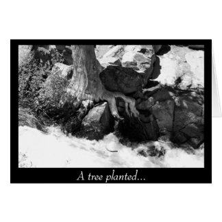A Tree Planted...