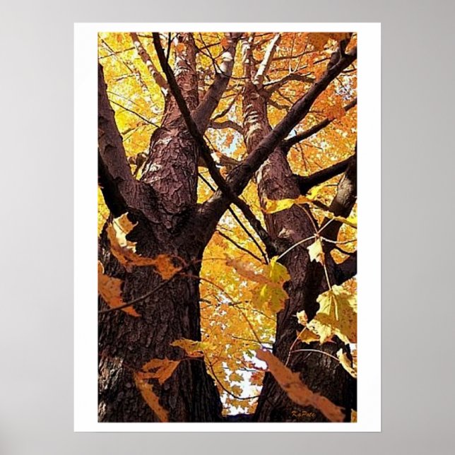 A Tree Trunks View Poster (Front)