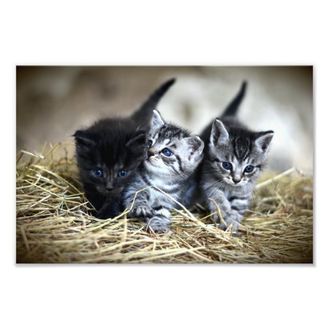A Trio of Kittens Nesseled Together Photo Print (Front)