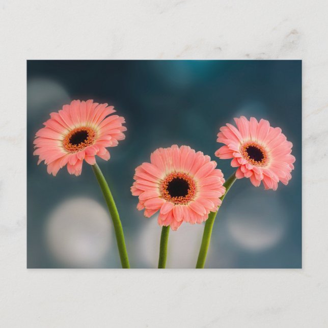 A Trio of Pink Gerberas Postcard (Front)