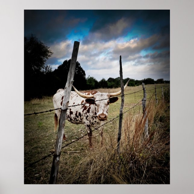 A True Texas Longhorn Poster (Front)