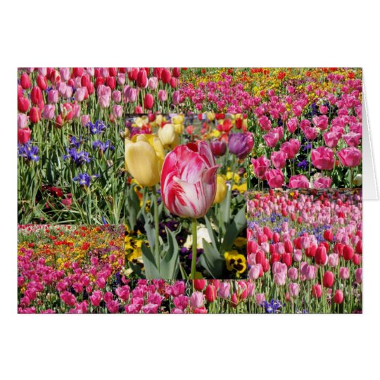 a tulip card