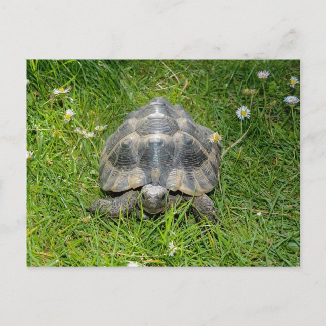 A turtle in green grass postcard (Front)
