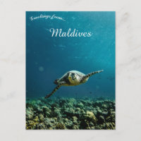 A Turtle Near the Maldives